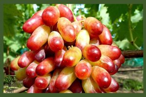 انگور مکیاج جام نهال