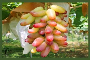 انگور مکیاج جام نهال