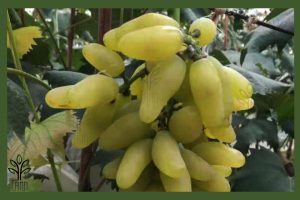 نهال انگور ریش بابا جام نهال