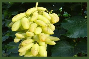 نهال انگور ریش بابا جام نهال