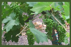 نهال انگور ردگلوب جام نهال