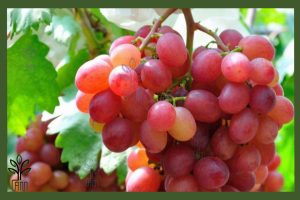 نهال انگور ردگلوب جام نهال