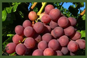 نهال انگور ردگلوب جام نهال