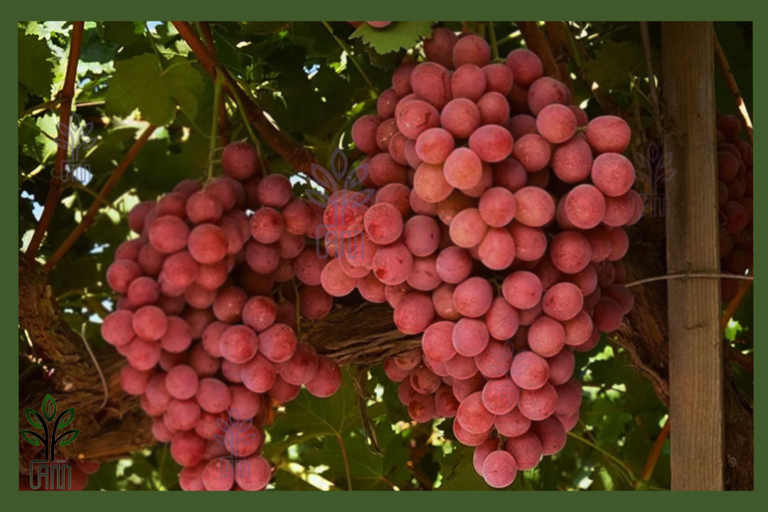 نهال انگور ردگلوب جام نهال