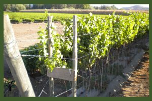 نهال انگور ترکمن 4 جام نهال