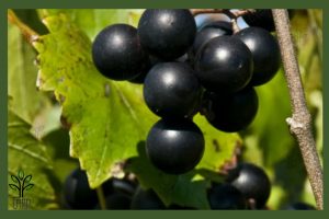 نهال انگور ترکمن 4 جام نهال