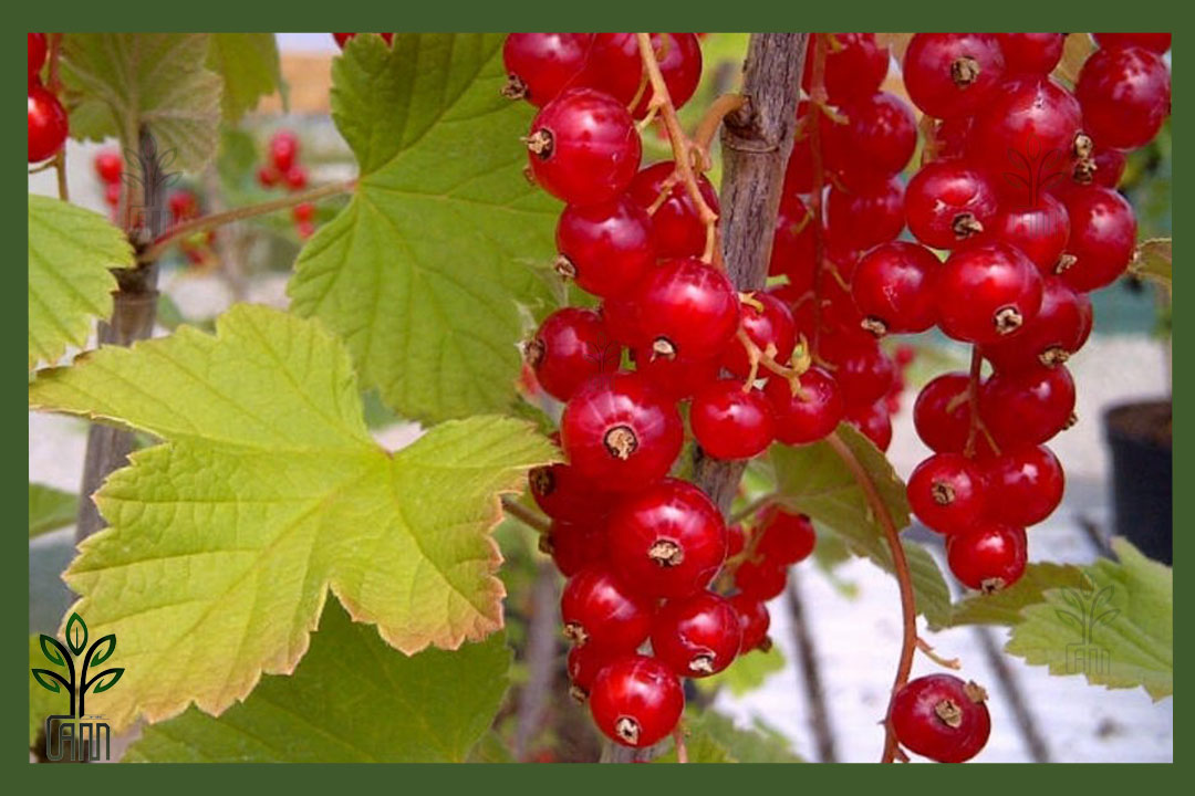 نهال انگور فرنگی قرمز ردکارنت جام نهال