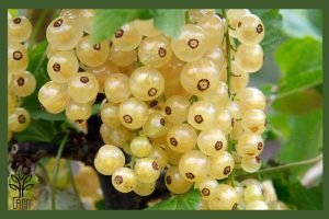 نهال انگور وایت کارنت جام نهال