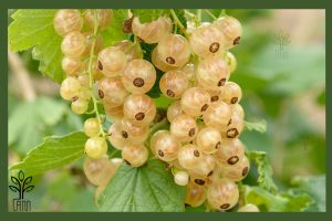 نهال انگور وایت کارنت جام نهال