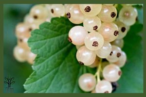 نهال انگور وایت کارنت جام نهال