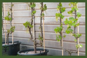 نهال انگور وایت کارنت جام نهال