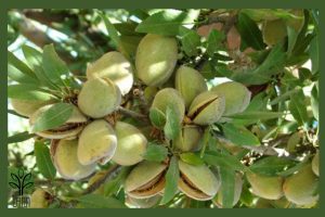 نهال بادام آذر جام نهال