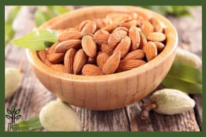 نهال بادام آذر جام نهال