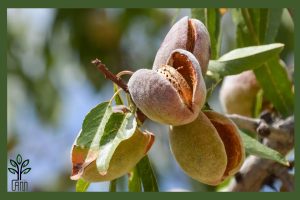 نهال بادام آذر جام نهال