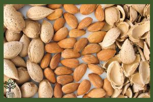 نهال بادام سهند جام نهال