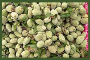 نهال بادام سهند جام نهال