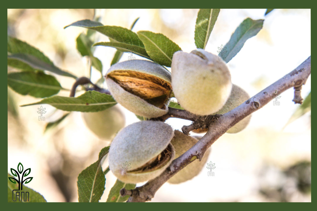 نهال بادام مامایی جام نهال