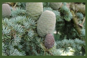 نهال کاج سدروس آتلانتیکا جام نهال