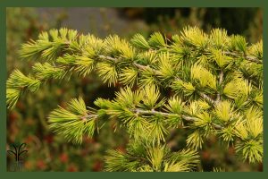 نهال کاج سدروس آتلانتیکا جام نهال