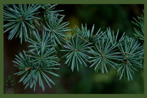 نهال کاج سدروس آتلانتیکا جام نهال