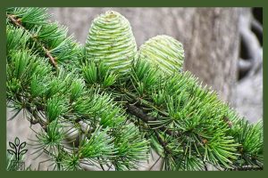 نهال کاج سدروس دئودورا جام نهال