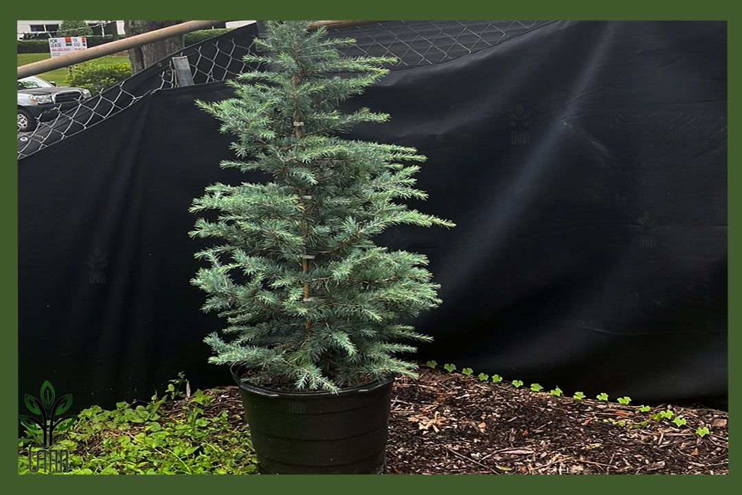 نهال کاج سدروس دئودورا جام نهال