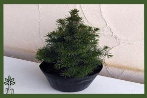 نهال کاج کونیکا جام نهال