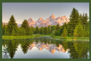 نهال کاج کونیکا جام نهال