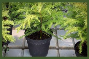 نهال کاج کونیکا جام نهال