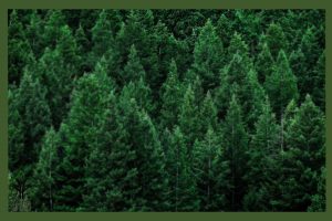 نهال کاج کونیکا جام نهال