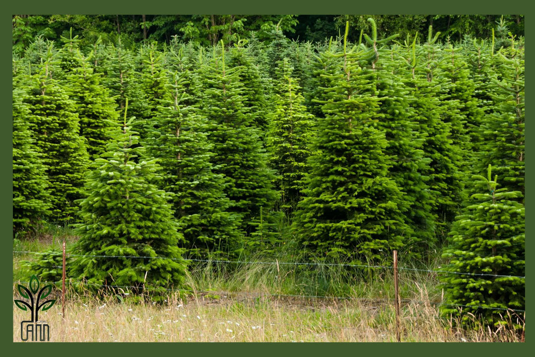 نهال کاج کونیکا جام نهال