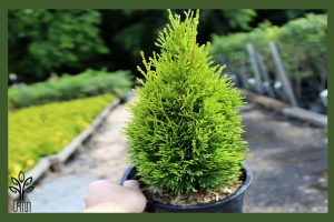 نهال کاج تویا آمریکایی جام نهال