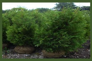 نهال کاج تویا آمریکایی جام نهال