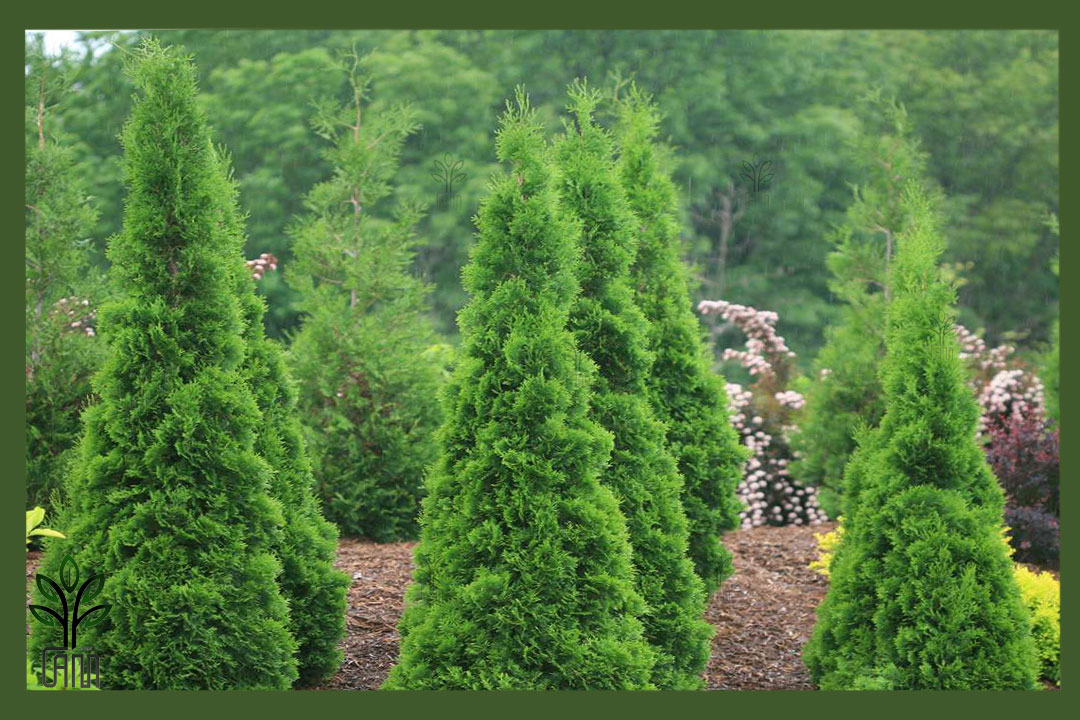 نهال کاج تویا آمریکایی جام نهال