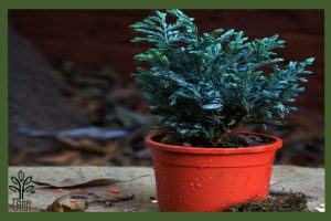 نهال کاج نقره ای جام نهال