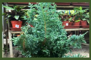 نهال کاج نقره ای جام نهال