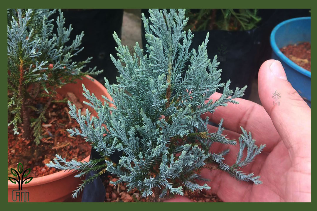 نهال کاج نقره ای جام نهال