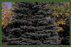 نهال کاج نقره ای جام نهال