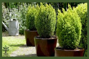 نهال کاج الودی جام نهال