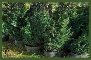 نهال کاج الودی جام نهال