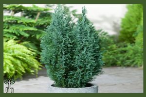 نهال کاج الودی جام نهال