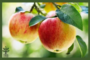 نهال سیب دو رنگ