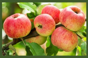 نهال سیب دو رنگ جام نهال