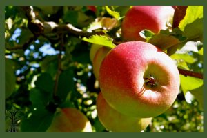 نهال سیب دو رنگ جام نهال