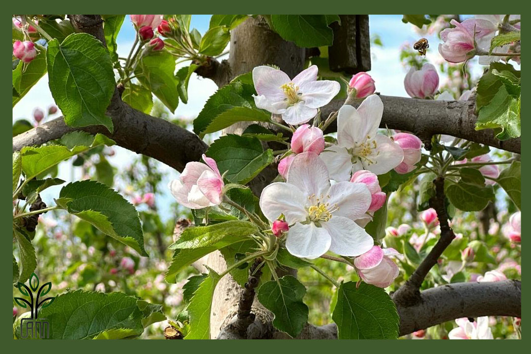 نهال سیب دو رنگ جام نهال