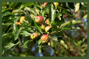 نهال سیب دو رنگ جام نهال