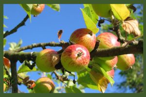 نهال سیب دو رنگ جام نهال