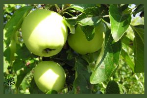  نهال سیب گرانی اسمیت جام نهال