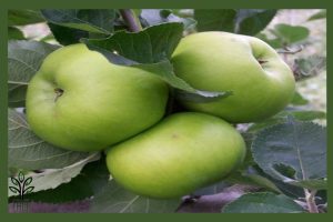  نهال سیب گرانی اسمیت جام نهال