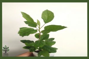  نهال سیب گرانی اسمیت جام نهال